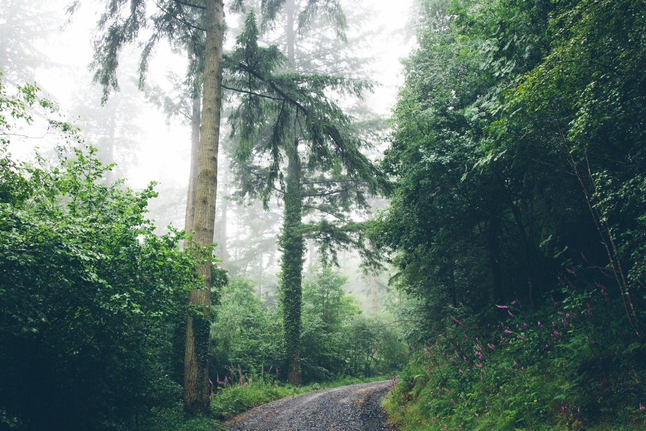 Wet Forest