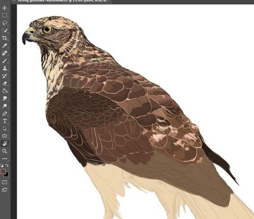 #northern #goshawk #birds #birding #animals #wildlife #art #scientificillustration #drawing #paintin