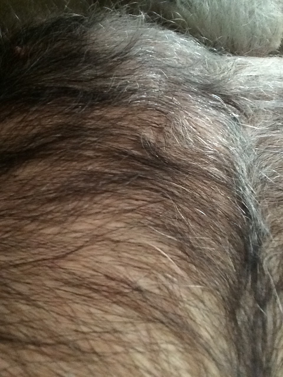 maxhair:  Just some fall fur 