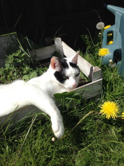 herequeeranduncomfortable: Weather’s nice, cat’s outside &amp; high on catnip