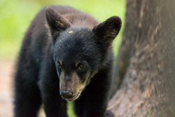 fuck-yeah-bears:  Tiny Black Bear Cub by