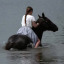 sorrelhorses