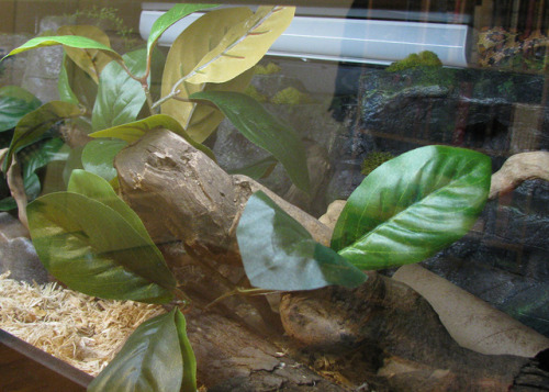 laurelhach:When I ordered Salsa’s viv from Animal Plastics I included a light fixture, which i was n