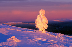 nubbsgalore: in finland’s riisitunturi national park, siberian spruce trees become covered with tykky, a hard rime formed as supercooled water droplets in fog freeze to the windward side of the tree branches. some trees can collect as much as three