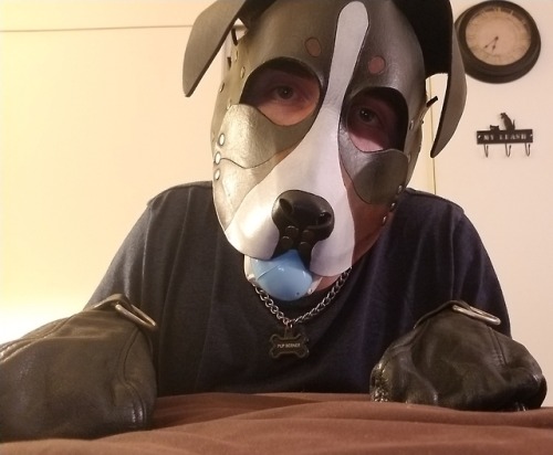 Bad puppy gay