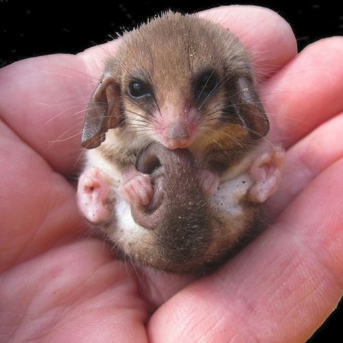 amnhnyc:  Is that a mouse?🐭 Guess again: This pocket-sized critter is the western pygmy possum! (Cercartetus concinnus). One of the world’s smallest possums, this species typically weighs just 0.5 oz (13 grams)— the size of an AA battery. This