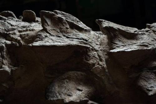 Unleashing the “dragon”Many of you may still remember the amazing 100-million-year-old nodosaur foun