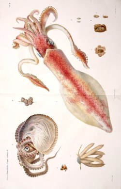 mrdingo:  Neapolitan Cephalopods. 