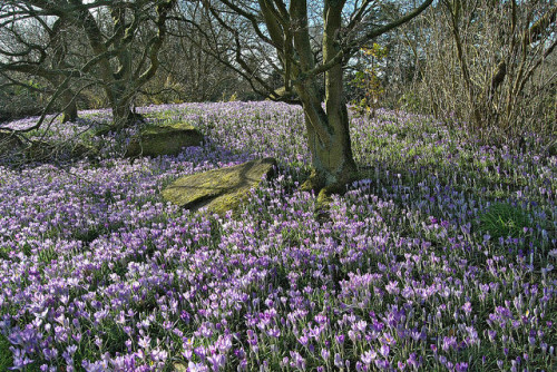 Crocus, Leicester Botanic Gardens on Flickr.