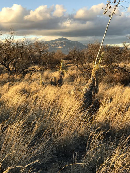 Rincon Peak looms beyond the arid grassland, J-Six Ranch, Cochise County, Arizona.