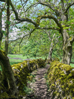visitheworld:  Track near Starbotton, Yorkshire Dales / England (by gideonc). 
