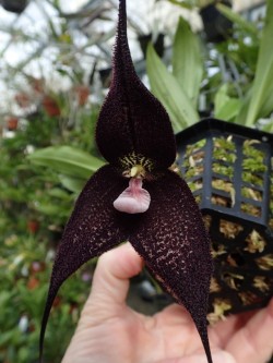 orchid-a-day: Dracula roezlii Syn.: Masdevallia roezlii; Masdevallia chimaera var. roezlii; Masdevallia winniana; Masdevallia roezlii var. rubra et al. March 1, 2017  