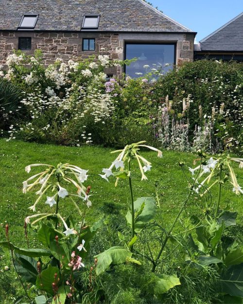 eyeheartfarms:Wildflower garden