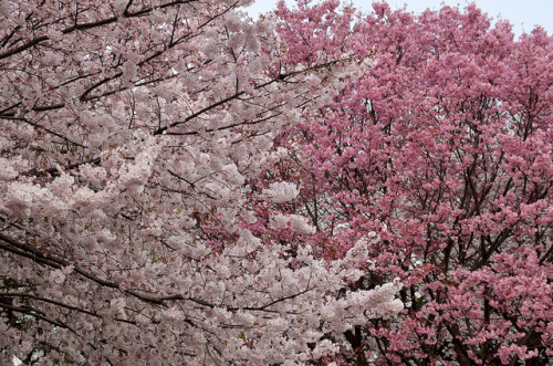 japan-overload:SAKURA pink vs pink by mikaest.777 on Flickr.