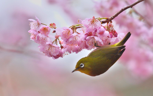 nubbsgalore:japanese white eye birds resting in cherry blossom trees, which bloom for only a few weeks in early spring. photos by (click pic) yoshikazu tsuno, mike romani, tsuyoshi, kaz watanabe, myu-myu and tetsuo wada