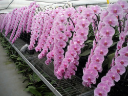 widewaterwoman: “long stem butterfly orchids”, a unique phalaenopsis hybrid that produces double the flowers on each long, heavy spike. At the Shanghai Crystal Horticulture Conservatory, photograph by Jim Habbage