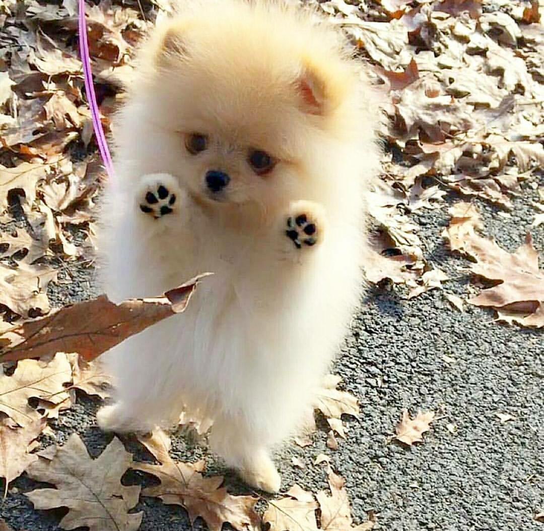 awwww-cute:  Vicious. (Source: http://ift.tt/1R1SPhr) 