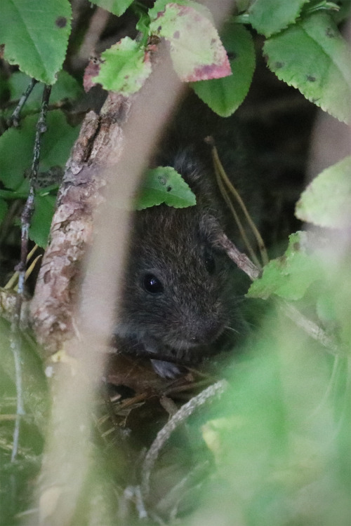 Bank vole/skogssork.