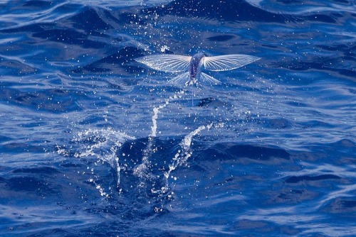 odditiesoflife: Flying Fish Flying fish (Exocoetidae) can be seen jumping out of warm ocean waters w