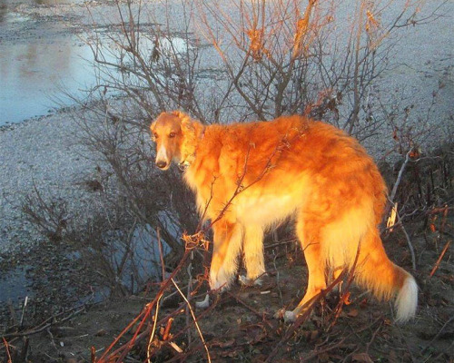 coolestpriest:borzoikavka:(via 1511201.jpg (JPEG Image, 709 × 567 pixels)) that dog is a forest fire