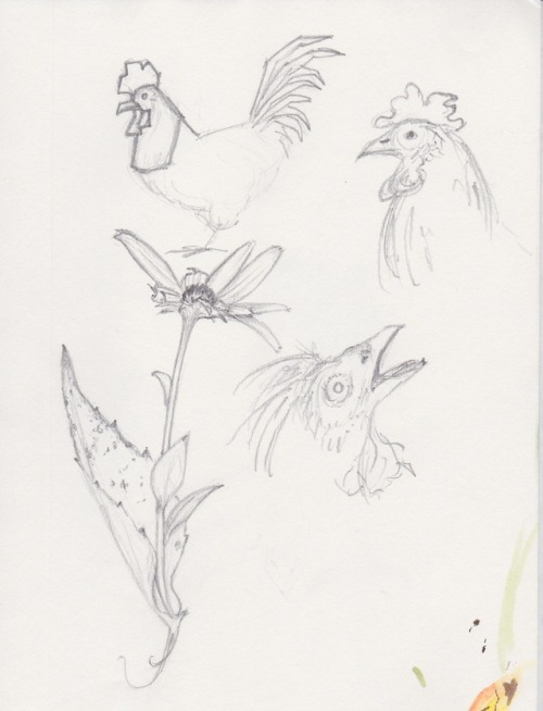 @chickenkeeping I did some sketches of your chickens in October (the first image) and then forgot to