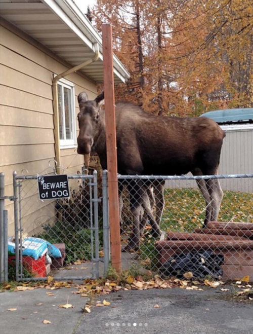 babyanimalgifs:Funny “beware of the dog” signs and the very dangerous dogs behind them