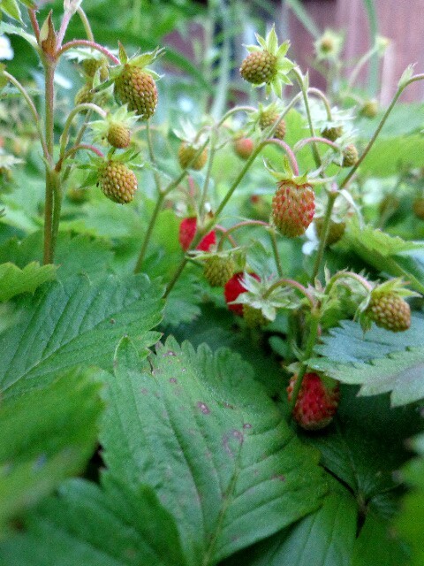 epimeliad:  Wild strawberries (Fragaria virginiana) growing in the dooryard. 