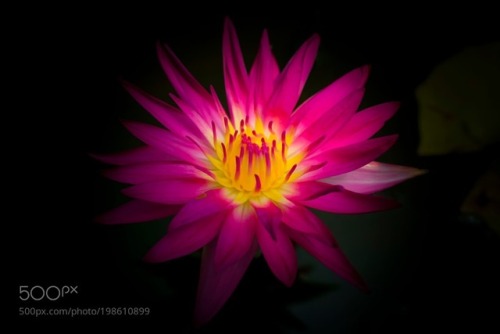 A Burning Heart by suechan_0514