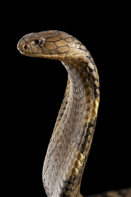 Joel Sartore (American, based Lincoln, NB, USA) - A King Cobra (Ophiophagus Hannah) at Reptile Garde