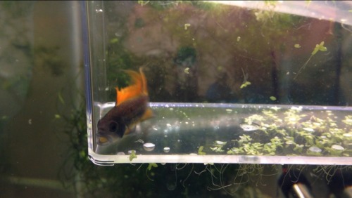 Apistogramma Cacatuoide Orange