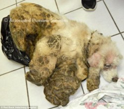 adoptpets:  The Amazing Transformation of Sammy the Cocker Spaniel whose owners dumped him in a garbage bag with fur so matted he could no longer walk   A dog who was dumped in a garbage bag is making a slowly recovery from his injuries and a serious