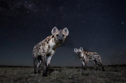 sparkleseal:  what did we do to deserve spotted hyenas… look at them… their little doll faces and big cute chompers??? look at this wonderful creature!!!! clumsy dorks!!! chase those birds!! swim!! ur doin great 