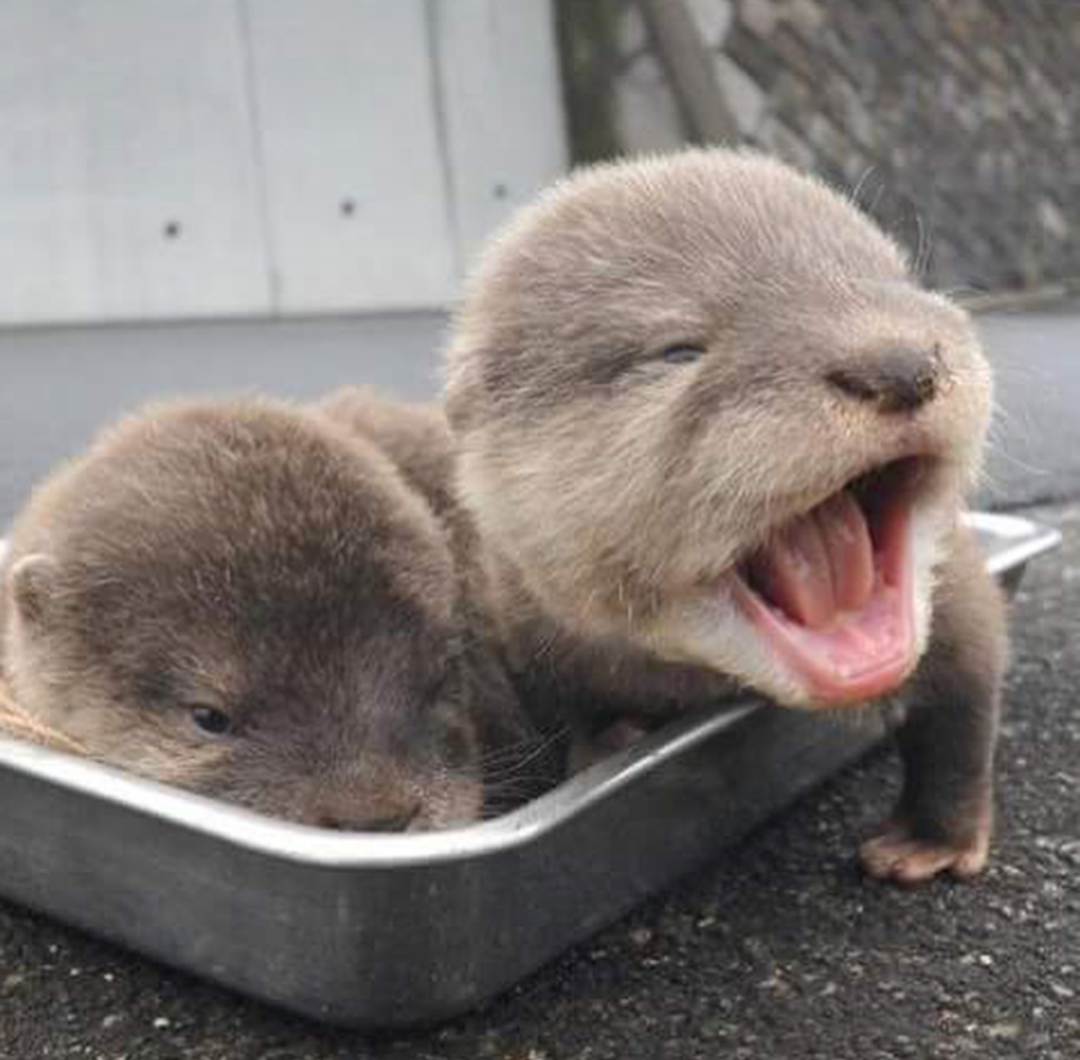 hitmewithcute:  Early morning at the vets for these baby otters  Look at the little