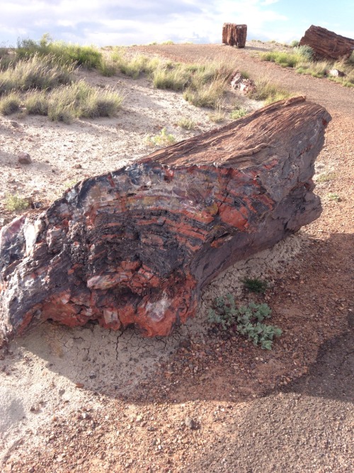starcunning:Today we went to the Petrified Forest!(1/3—petrified wood)