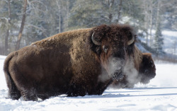 howtoskinatiger:  Male Buffalo by TheNorthsPhotography on Flickr.