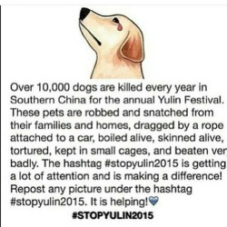 I can&rsquo;t bring myself to repost some of the horrific scenes associated with this subject. However it needs to stop and the world needs to stop hurting and killing ALL defenseless animals!!! Please share and repost! #stopyulin2015 #china #animalslives