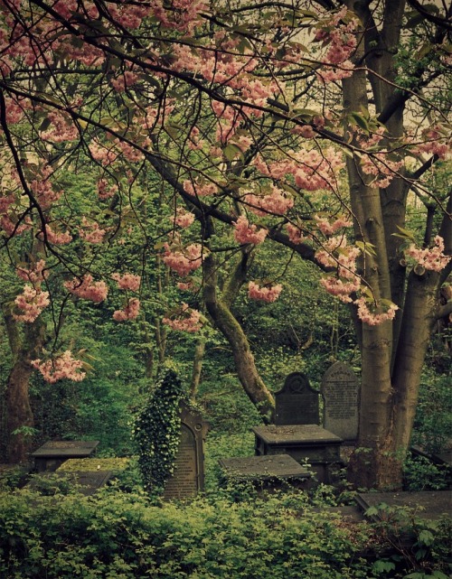 defenderkaydenkrosslove:  goddess-river: the cemetry of @manuelferrara  ☽ ⁎ ˚ * ☀ Autumn is coming ✵ ⁎ * ☾  
