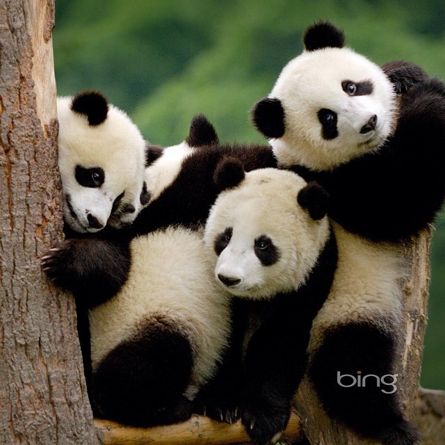 Huddle up for a group photo!!! #panda #cute #instagood #likeforlike #pandabear #asians