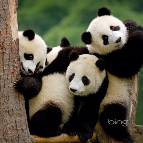 XXX Huddle up for a group photo!!! #panda #cute photo