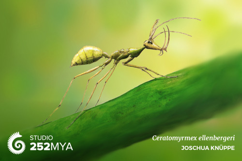 252mya:Ceratomyrmex ellenbergeriArtwork by Joschua KnüppeBack in the Cretaceous, early ants diversif