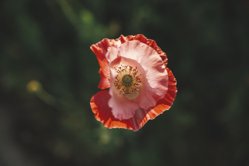 2022-05-21Opium PoppyCanon EOS R3 + RF50mm f1.2L