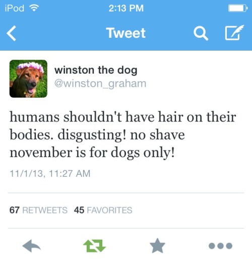 sassacas:  Winston the Dog knows what’s up 