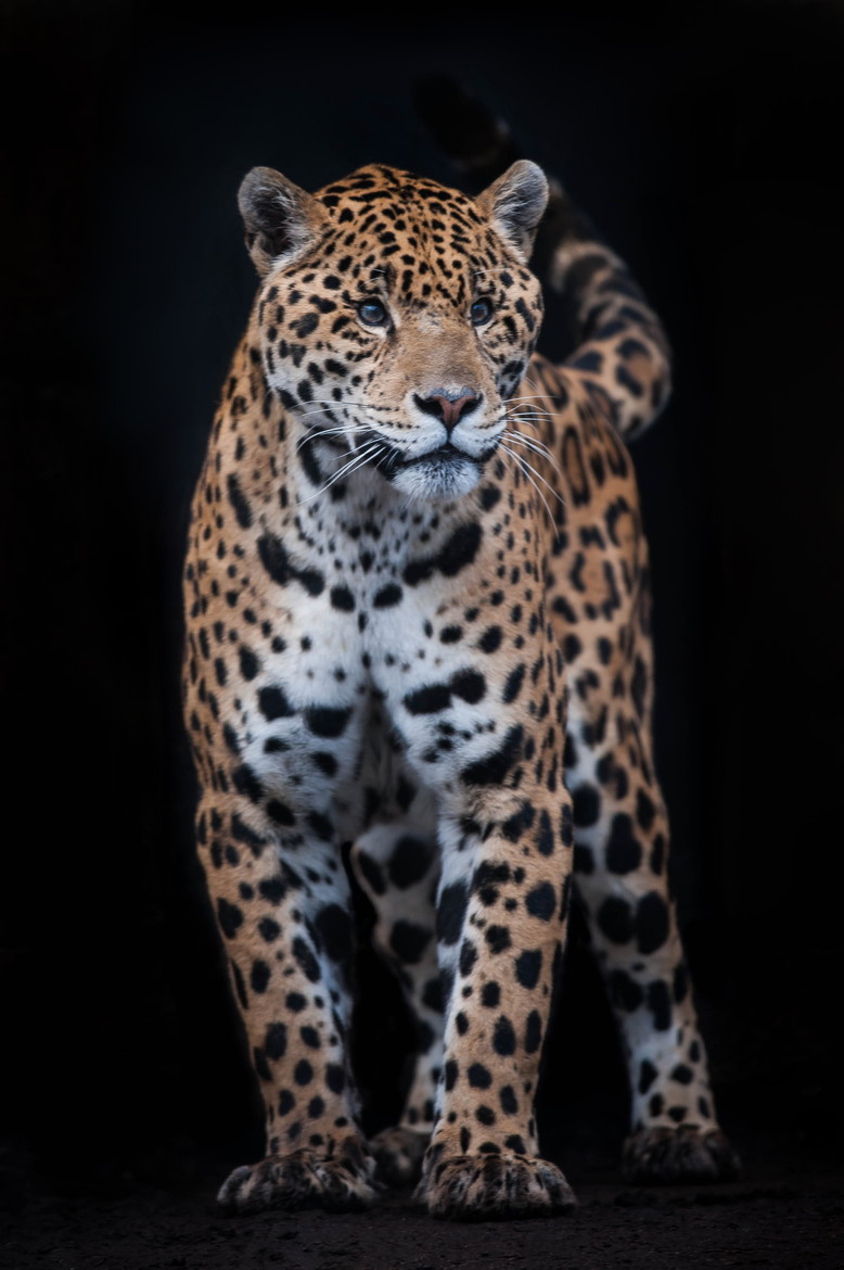 llbwwb:  (via 500px / Jaguar by Justin Lo)