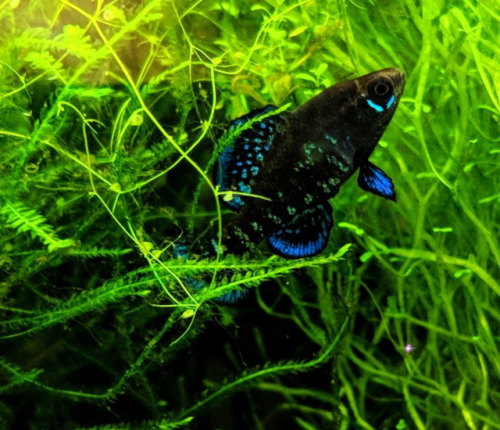 nudatus: These are two of my Okefenokee Pygmy Sunfish. The left is a male in full breeding color, an