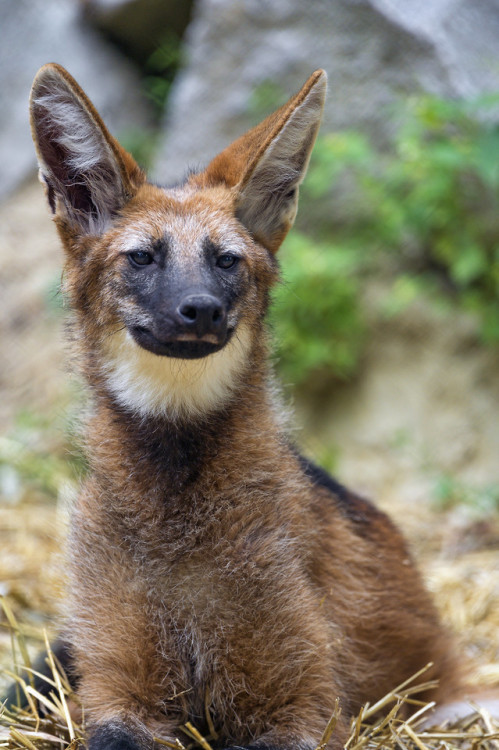 end0skeletal-undead:Maned Wolves byTambako The Jaguar