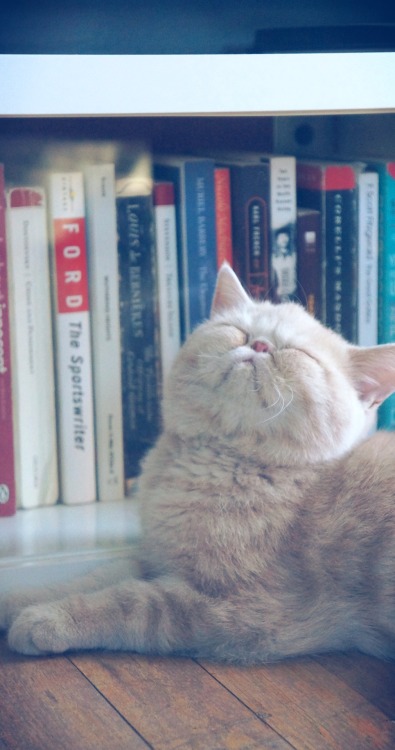 exoticshorthairs:belafontelavender:Belafonte checking out some books, not a big reader, but likes to