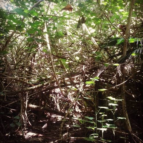 newparts:  Lost in the jungle #jungle #maunaloa #hawaii #hiking (at Maunaloa, Hawaii)