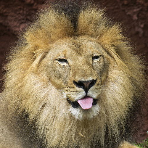 kokiron: theladyems:  Do lions blep.   i hope this helps 