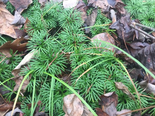 Can you please help me identify this? They grow next to the stream in the mountains of South Carolin