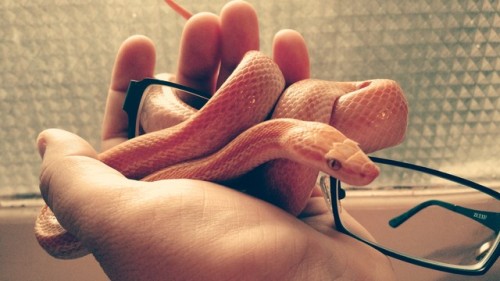 pansneksual:Happy 2nd birthday, Jasper!